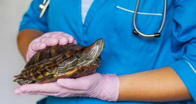 BVA Live session planned on reptile emergencies